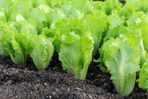 Какие растения можно сажать в сентябре. Что сажают в огороде в сентябре