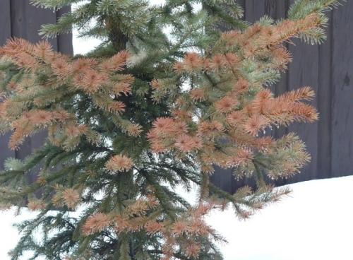 Почему желтеет ель летом. Почему желтеет ель и что с этим делать?