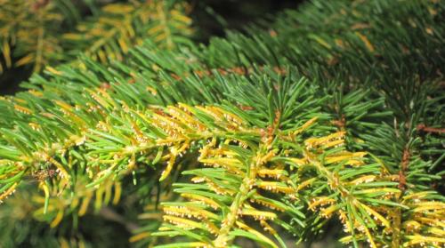 Почему желтеет ель летом. Почему желтеет ель и что с этим делать?
