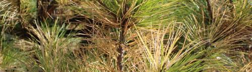 Желтеют иголки на ёлке. Почему у ели желтеют иголки