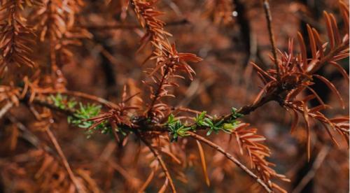 Почему желтеют ели? Ель Коника внизу желтеет, сверху намечаются молодые побеги. Прошу совета: что делать с желтизной? 07