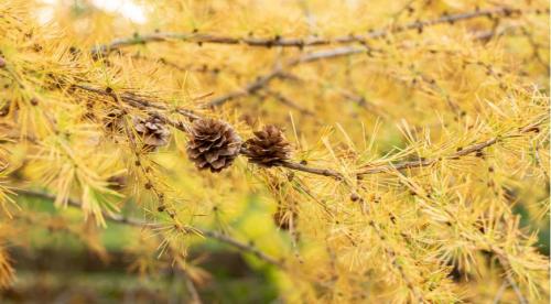 Почему желтеют ели? Ель Коника внизу желтеет, сверху намечаются молодые побеги. Прошу совета: что делать с желтизной? 09