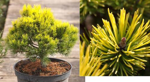 Почему желтеют ели? Ель Коника внизу желтеет, сверху намечаются молодые побеги. Прошу совета: что делать с желтизной? 08