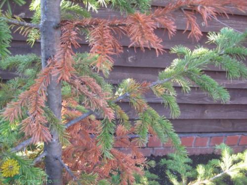 Почему желтеет ель летом. Почему желтеет ель и что с этим делать?