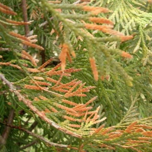 Почему желтеют ели? Ель Коника внизу желтеет, сверху намечаются молодые побеги. Прошу совета: что делать с желтизной? 02