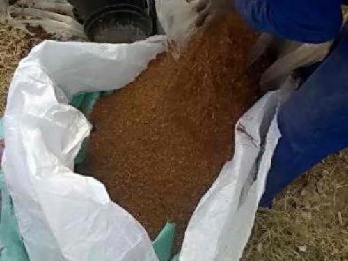 Является ли табачная пыль безопасной для пчел и других полезных насекомых. Как применять табачную пыль в борьбе с вредителями