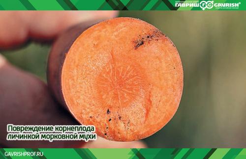 Секретное оружие против морковной мухи: СУПЕРСРЕДСТВО для вашего сада 01 Секретное оружие против морковной мухи: СУПЕРСРЕДСТВО для вашего сада 01
