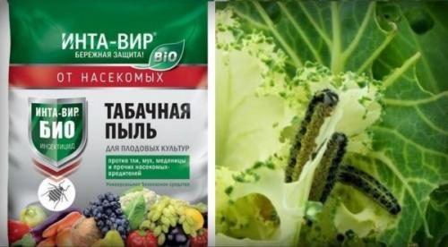 Можно ли применять табачную пыль в теплице и как это сделать безопасно. Способы защиты огурцов от вредителей с применением табачной пыли
