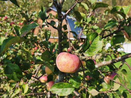 Максимальное использование пространства на балконе: ящик для картофеля и овощей 19 Максимальное использование пространства на балконе: ящик для картофеля и овощей 19