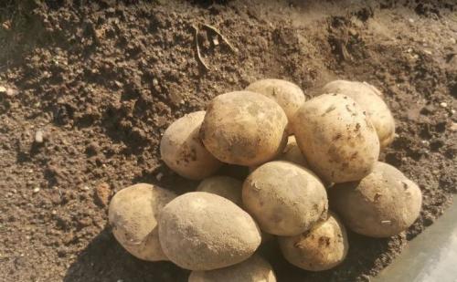 Максимальное использование пространства на балконе: ящик для картофеля и овощей 18 Максимальное использование пространства на балконе: ящик для картофеля и овощей 18