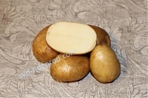 Выгодное решение для фермеров: купить ультраранние сорта картофеля 03 Выгодное решение для фермеров: купить ультраранние сорта картофеля 03