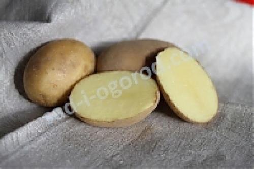 Выгодное решение для фермеров: купить ультраранние сорта картофеля 02 Выгодное решение для фермеров: купить ультраранние сорта картофеля 02