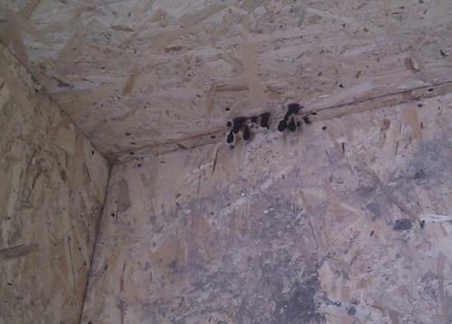 Какие преимущества имеет каркасный дом в одну каску по сравнению с другими типами домов. Минусы каркасных домов